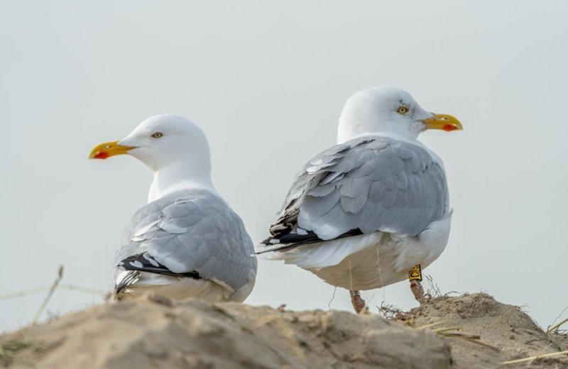 25 februari 2021 sd 06181 660e5feda8d3e