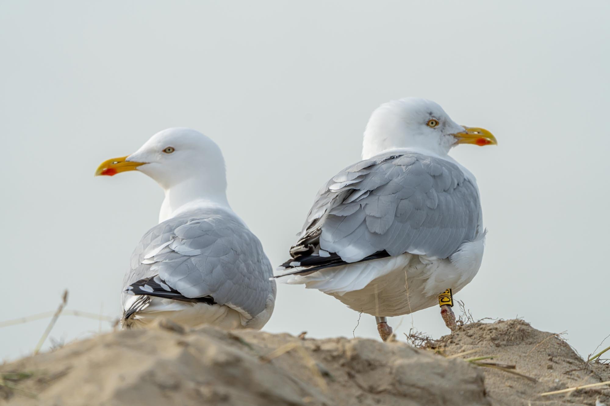 25 februari 2021 sd 06181 698c7b352064e