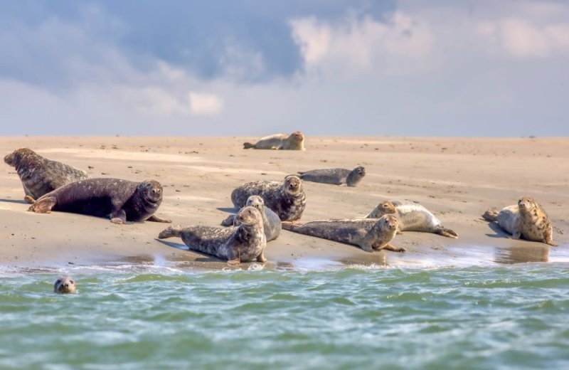 Kindercampingplatz zeeland robben sandbank