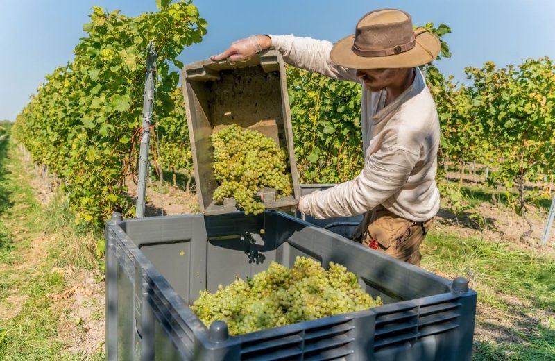 Wijngaard weingut zeeland